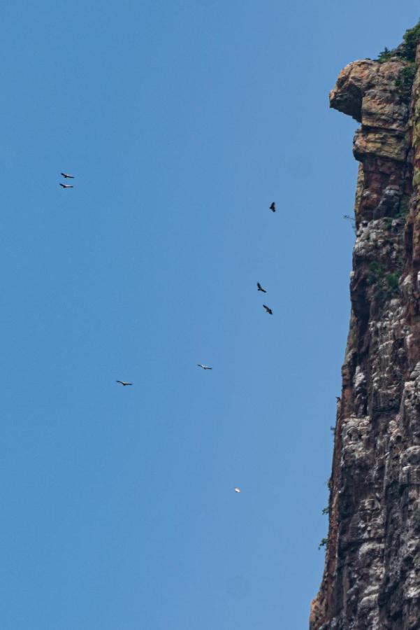 Cape Vulture Conservancy Hoedspruit Exterior photo